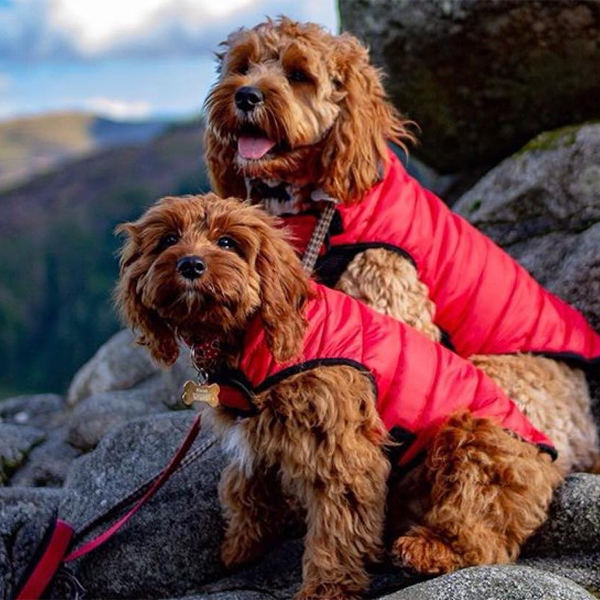 Trespass deals dog coats